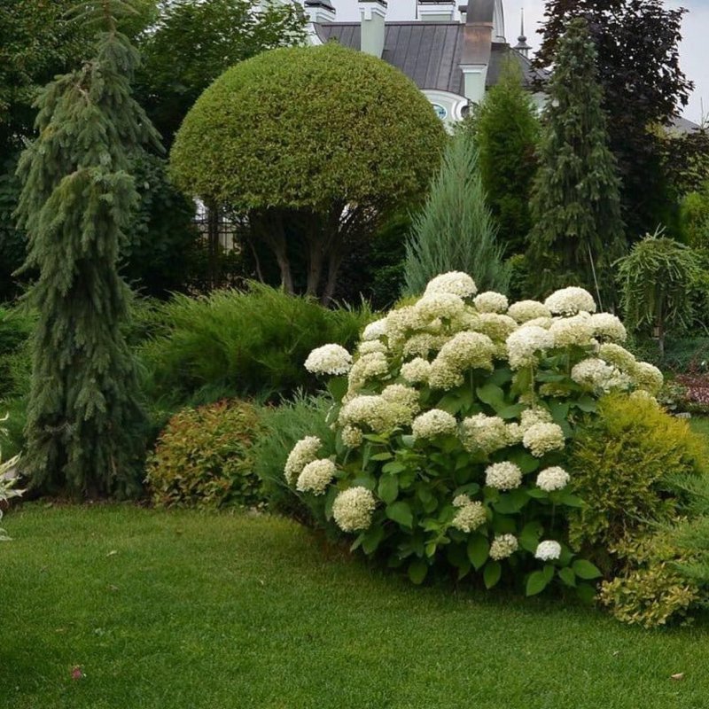 Гортензия paniculata 'Bobo'