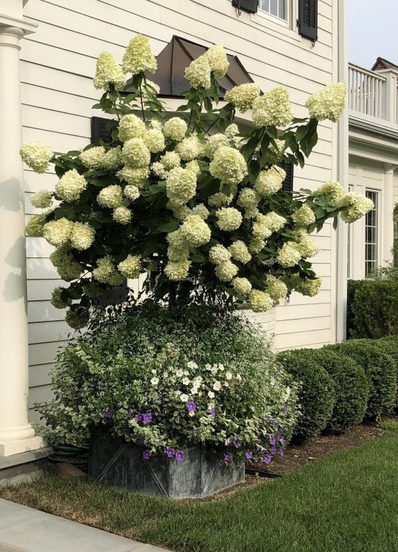 Гортензия метельчатая (Hydrangea paniculata `Bobo`)