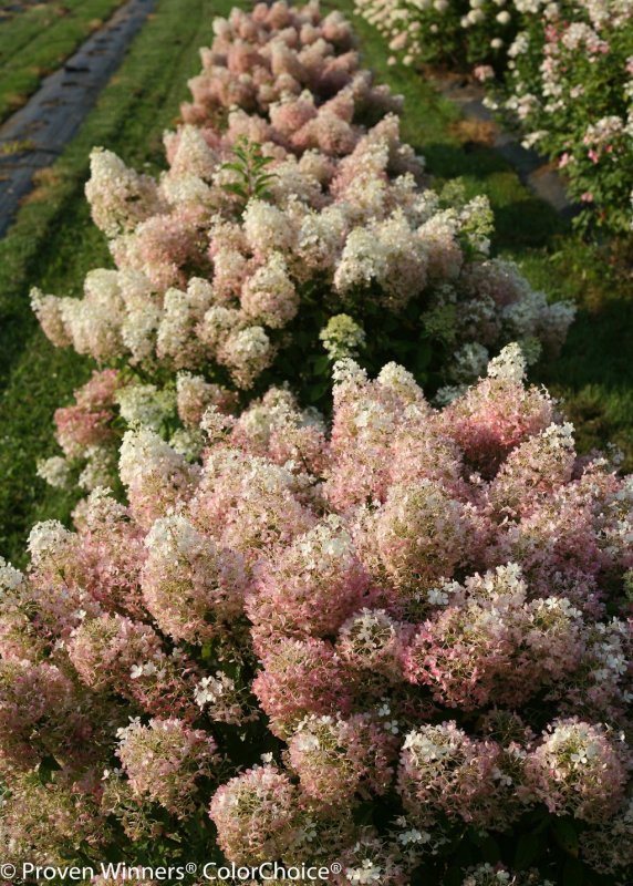 Гортензия метельчатая (Hydrangea paniculata `Bobo`)