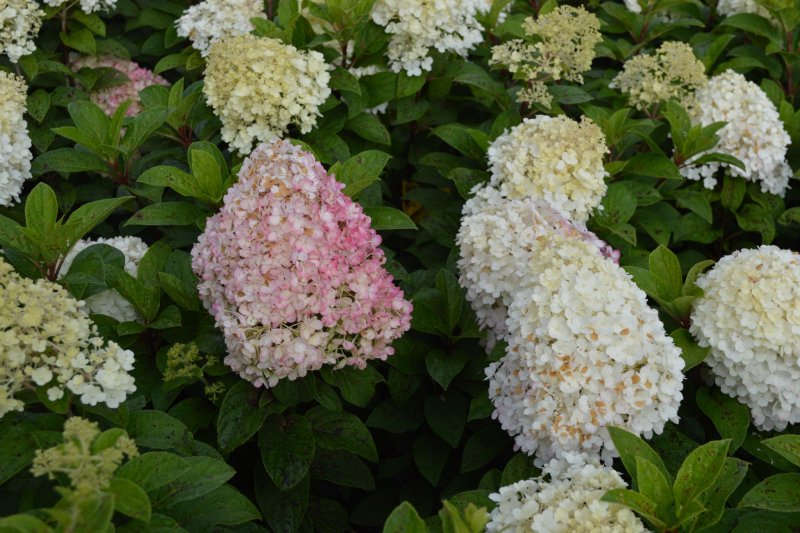 Гортензия метельчатая бобо Hydrangea paniculata Bobo