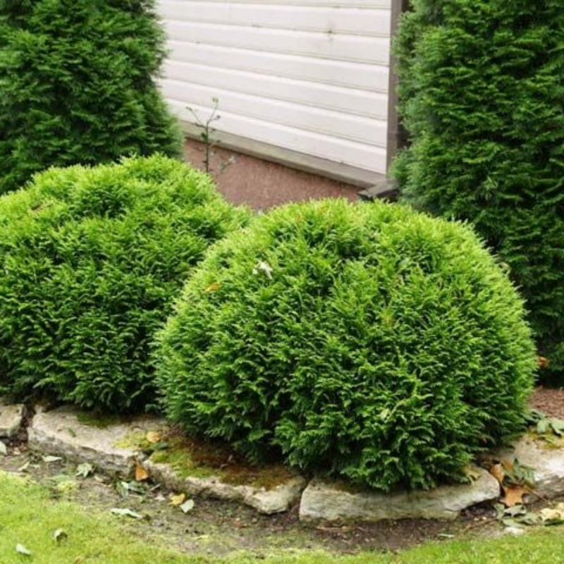 Туя Западная Thuja occidentalis “Danica”