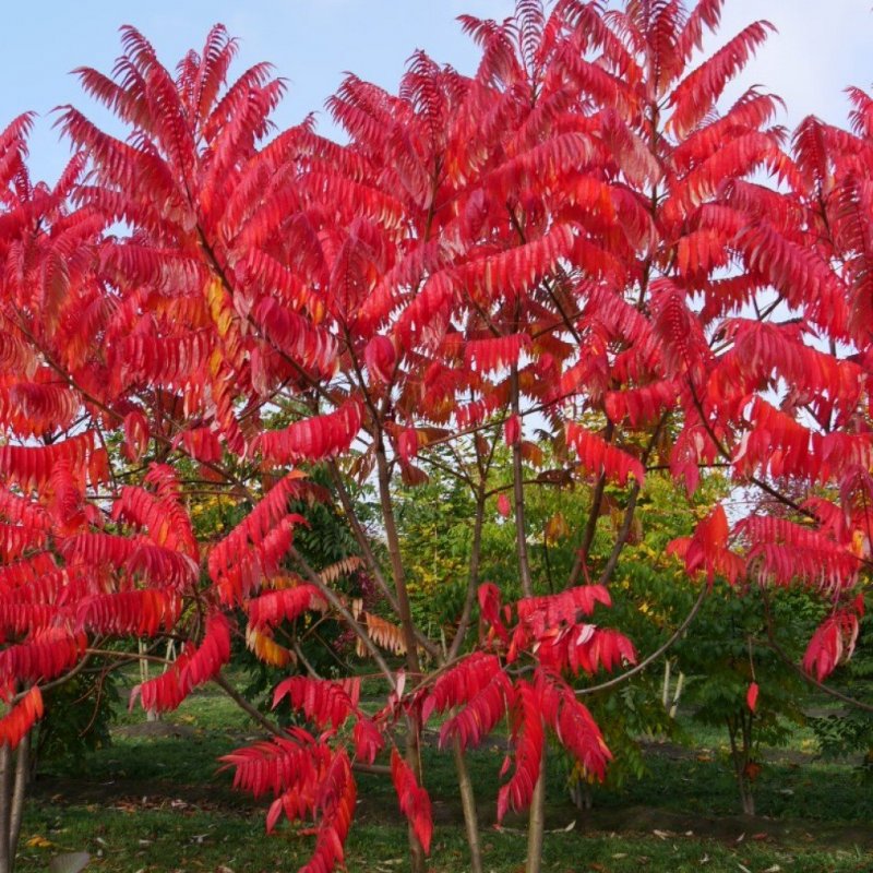 Сумах оленерогий Rhus typhina