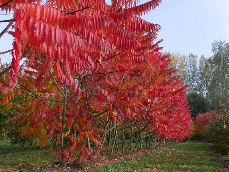 Сумах оленерогий, пушистый, уксусное дерево (Rhus typhina).