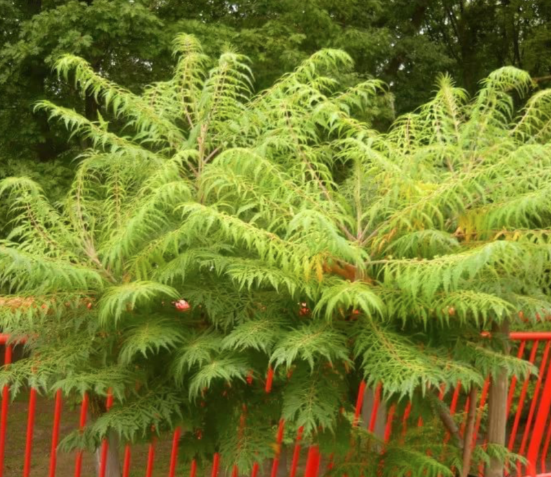 Сумах оленерогий, пушистый, уксусное дерево (Rhus typhina).