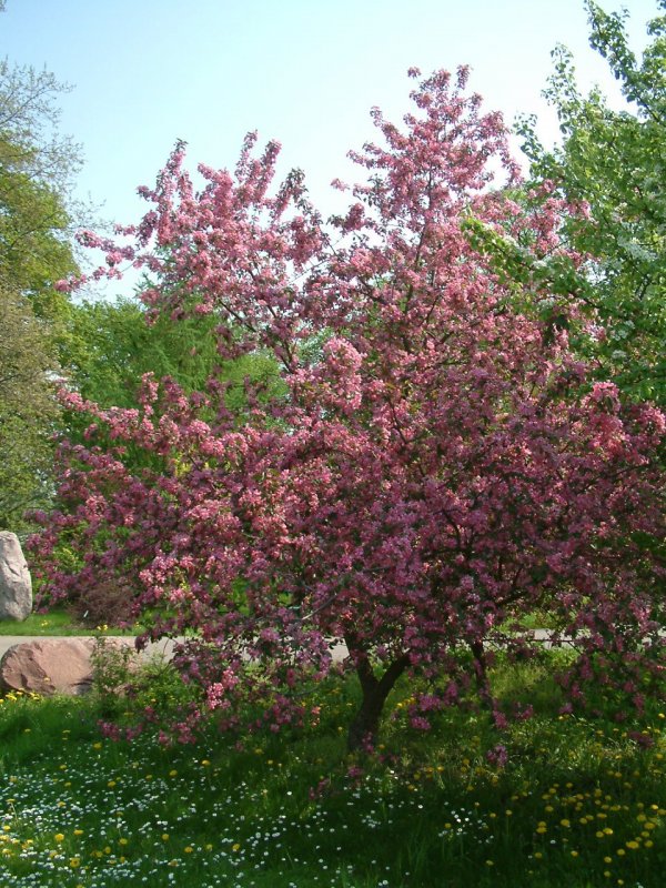 Яблоня Malus ‘Liset’