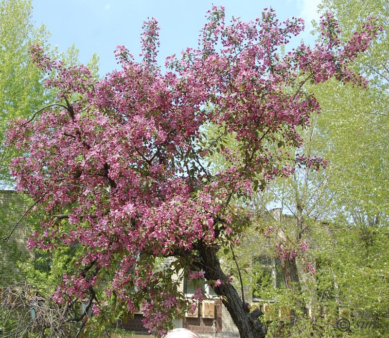 Яблоня Недзвецкого (Malus niedzwetzkyana) листья