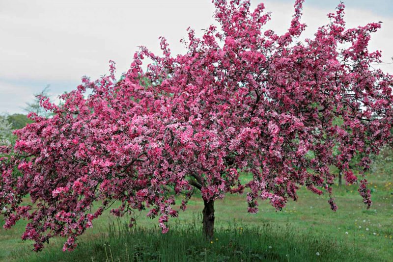 Яблоня Malus ‘Liset’