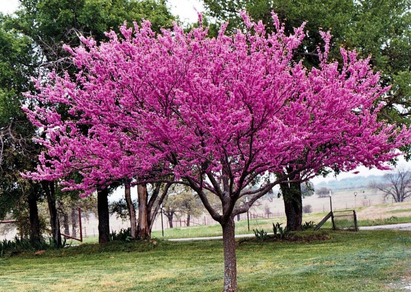 Яблоня Malus Royalty