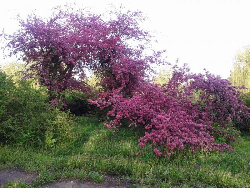 Яблоня пурпурная Malus purpurea