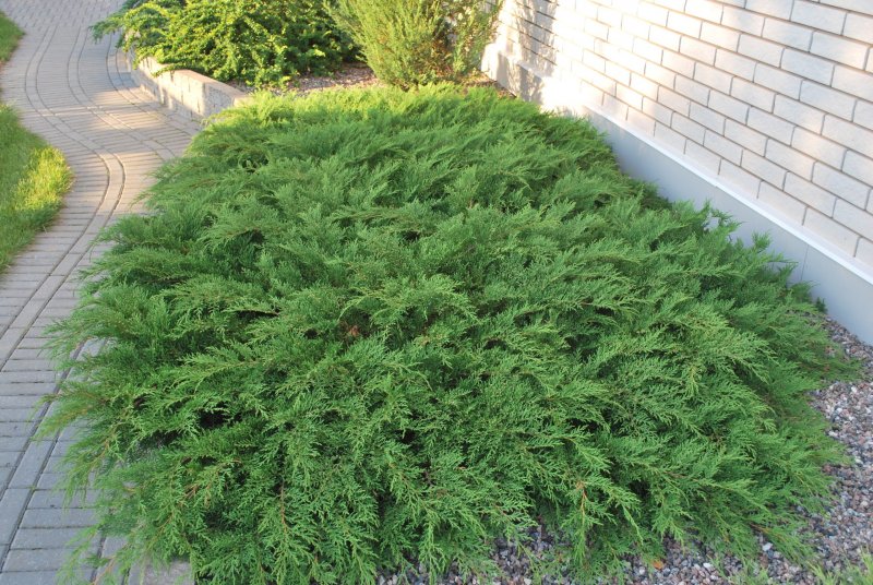 Можжевельник Juniperus squamata Blue Carpet