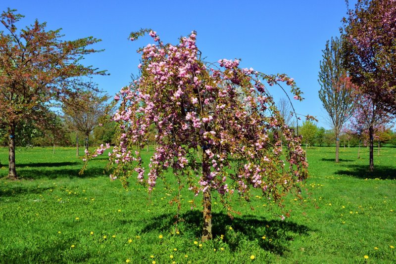 Яблоня Malus Royalty