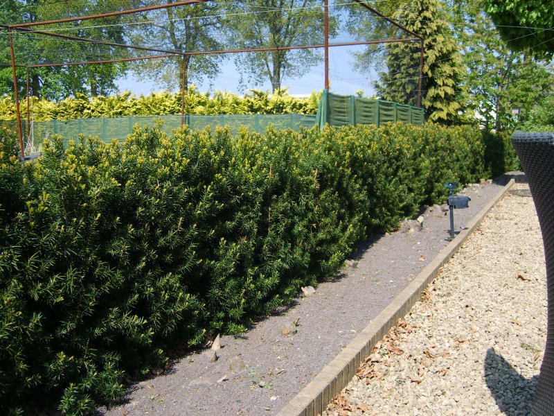 Taxus baccata 'pendula gracilis'