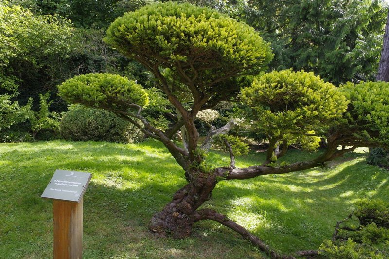 Taxus baccata 'Dovastonii Aurea'