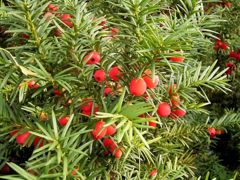 Тисс ягодный (Taxus baccata