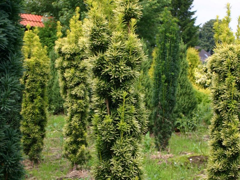 Тис Taxus baccata 'David'