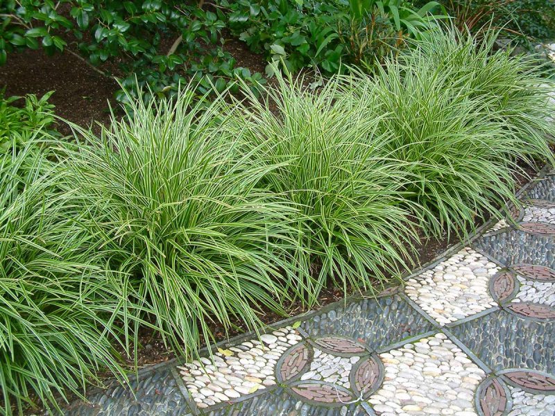 Осока Морроу (Carex morrowii `variegata`)