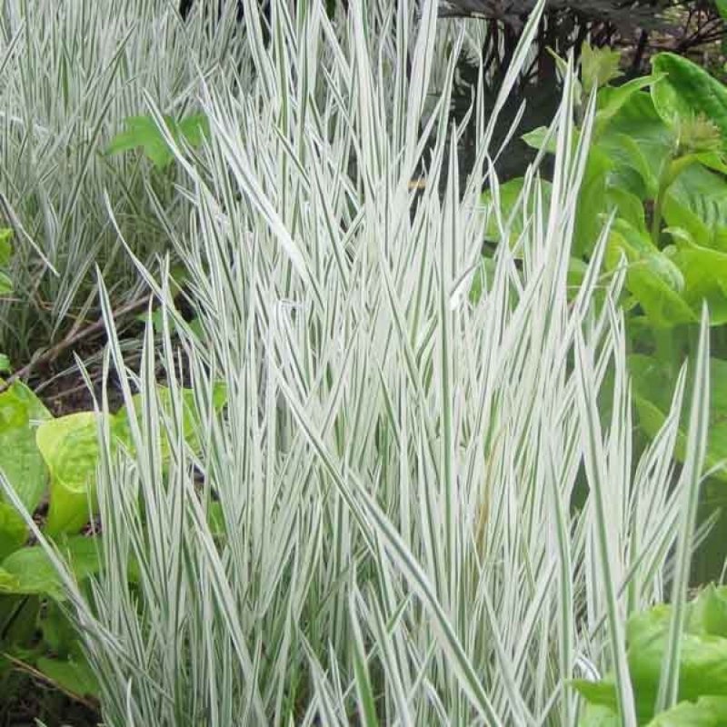 Бухарник Holcus mollis Albovariegatus