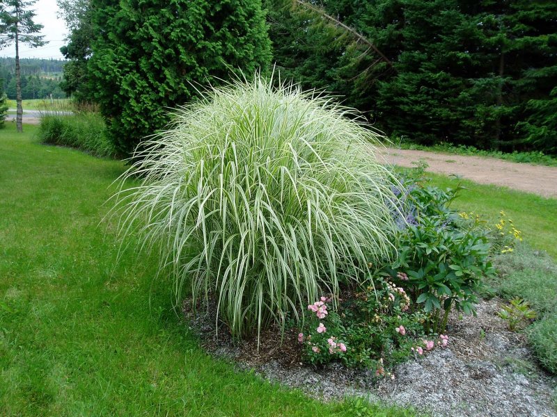 Мискантус Miscanthus sinensis variegatus