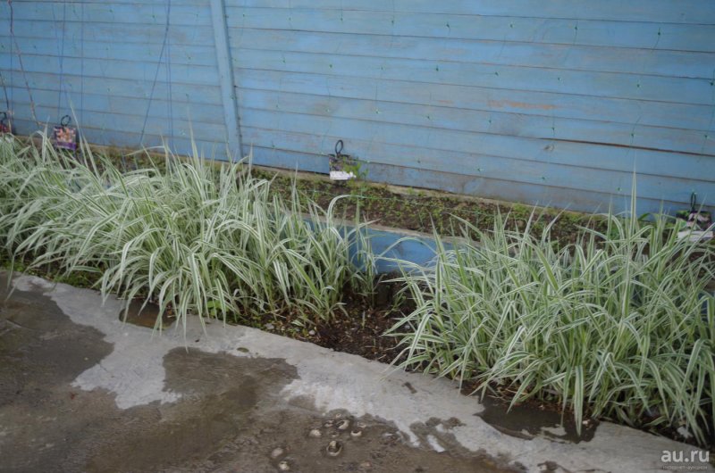 Фалярис изгородь