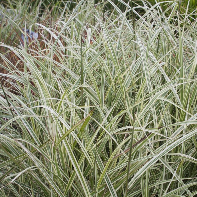 Мискантус китайский 'variegata'