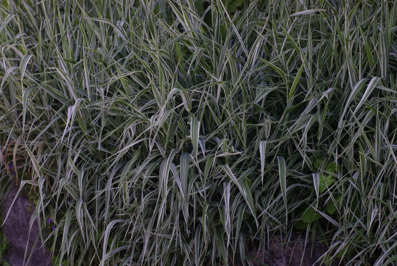 Фаларис arundinacea picta