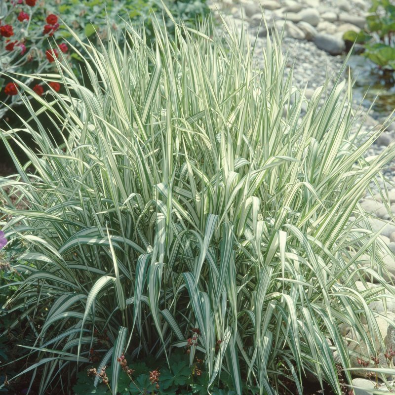 "Канареечник тростниковидный Phalaris arundinacea"