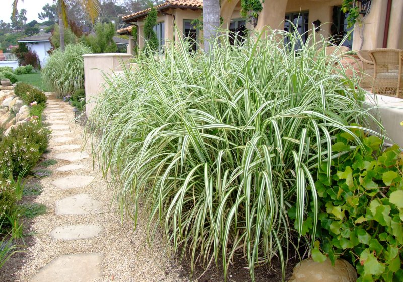 Miscanthus sinensis variegatus