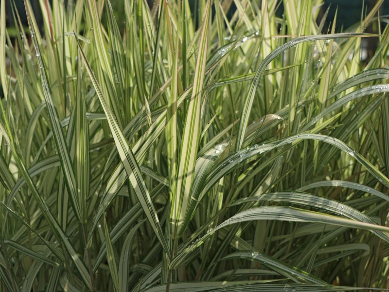Phalaris arundinacea