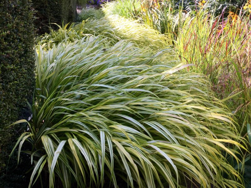 Хаконехлоа Ауреола Hakonechloa Macra aureola