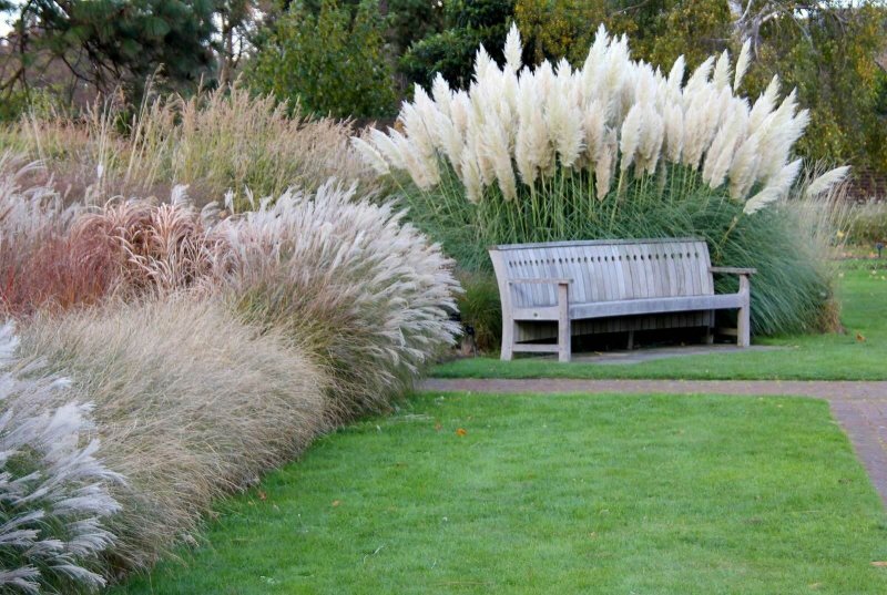 Кортадерия Cortaderia selloana pumila