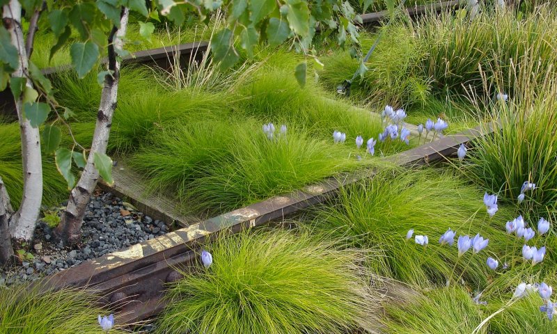 Carex в ландшафте