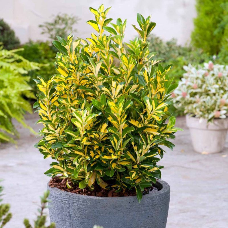 Бересклет японский (Euonymus japonicus)