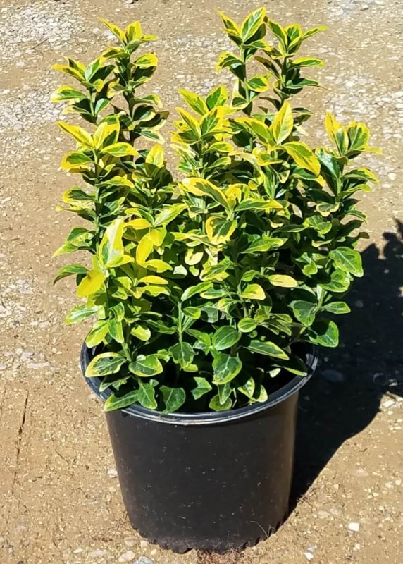 Бересклет крылатый Компактус Euonymus alatus Compactus