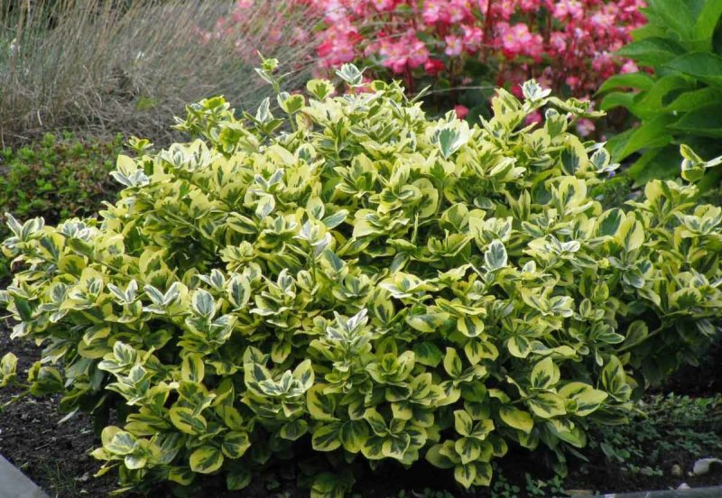 Бирючина обыкновенная (Ligustrum vulgare)