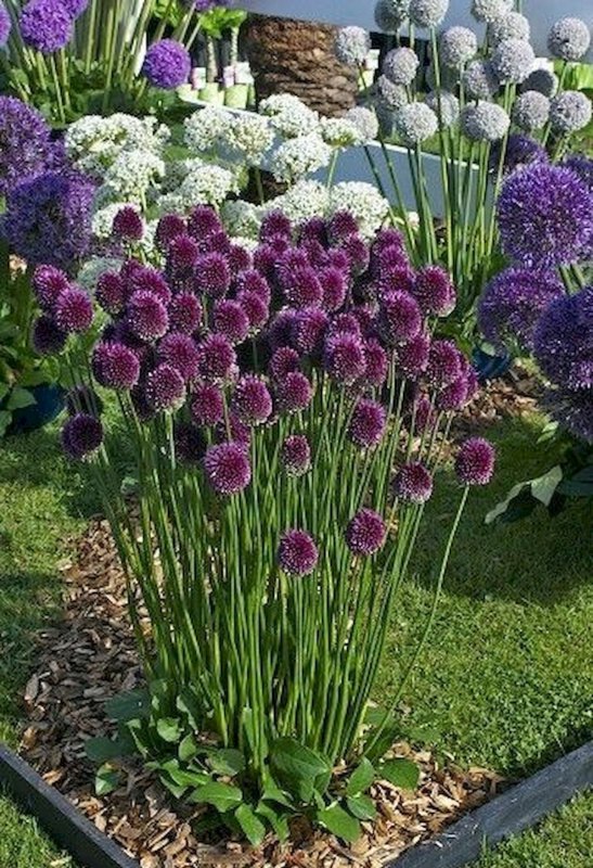 Лук Круглоголовый (Allium sphaerocephalon)