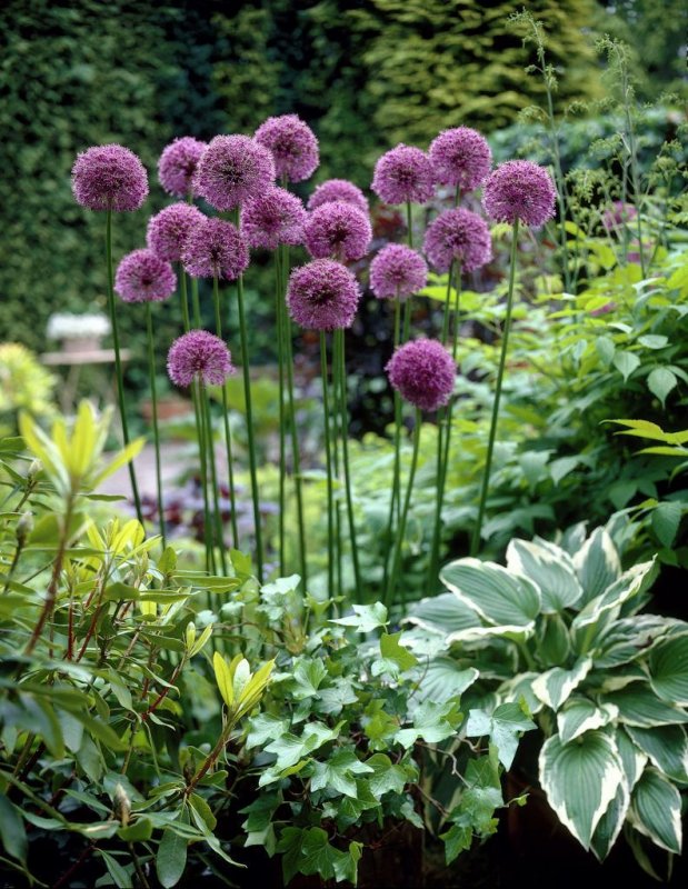 Лук стебельчатый - Allium stipitatum