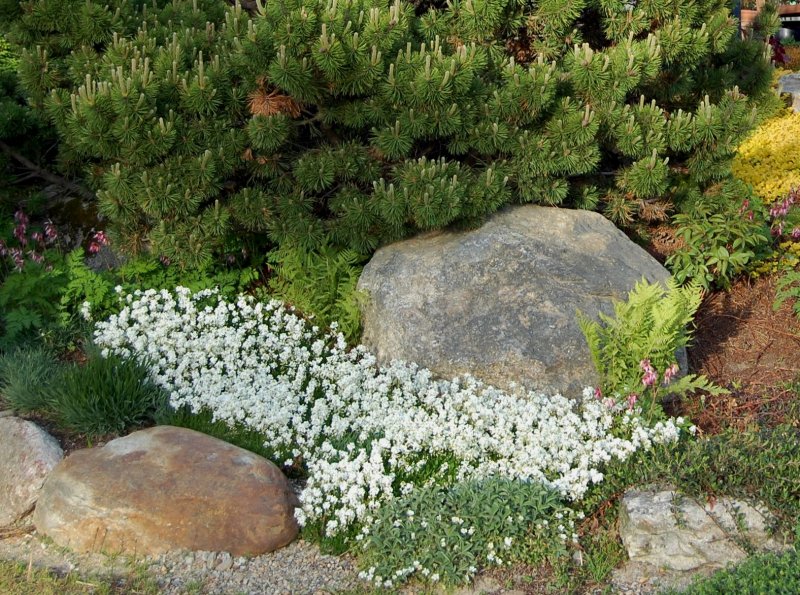 Гипсофила repens Alba