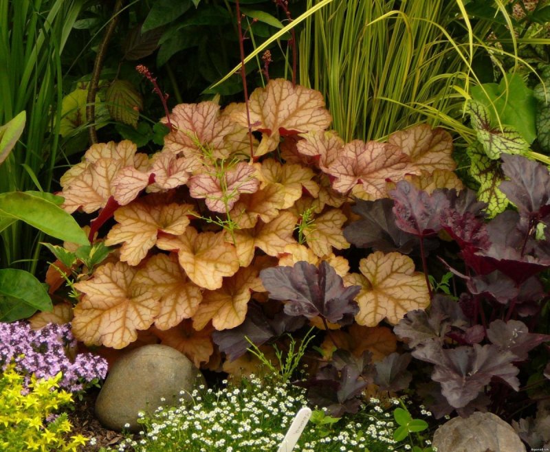 Brunnera macrophylla Silver Spear