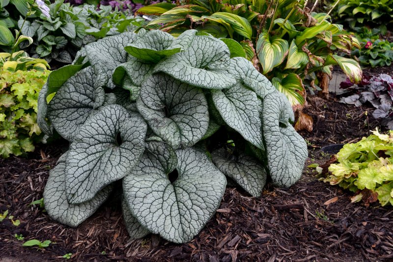 Brunnera macrophylla Emerald Mist