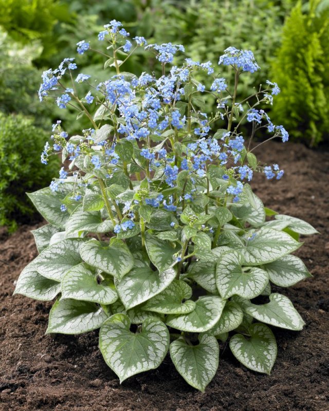 Brunnera-Бруннера 'Alexander's great'