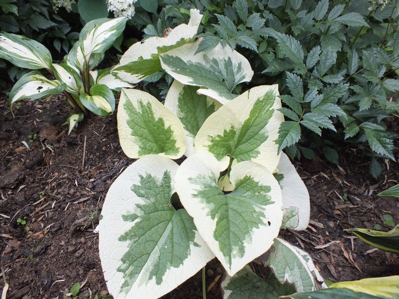 Бруннера Brunnera macrophylla