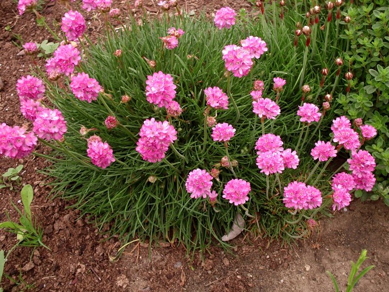 Армерия Приморская (Armeria maritima)