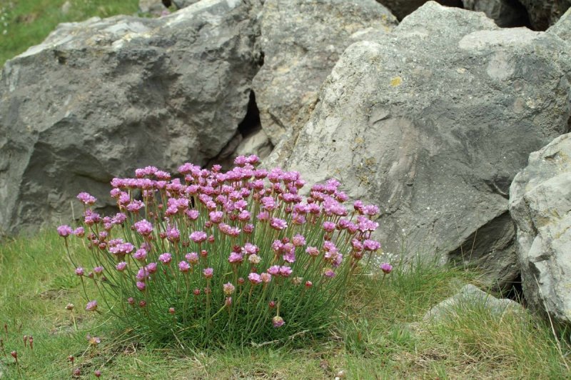 Thrift Plant