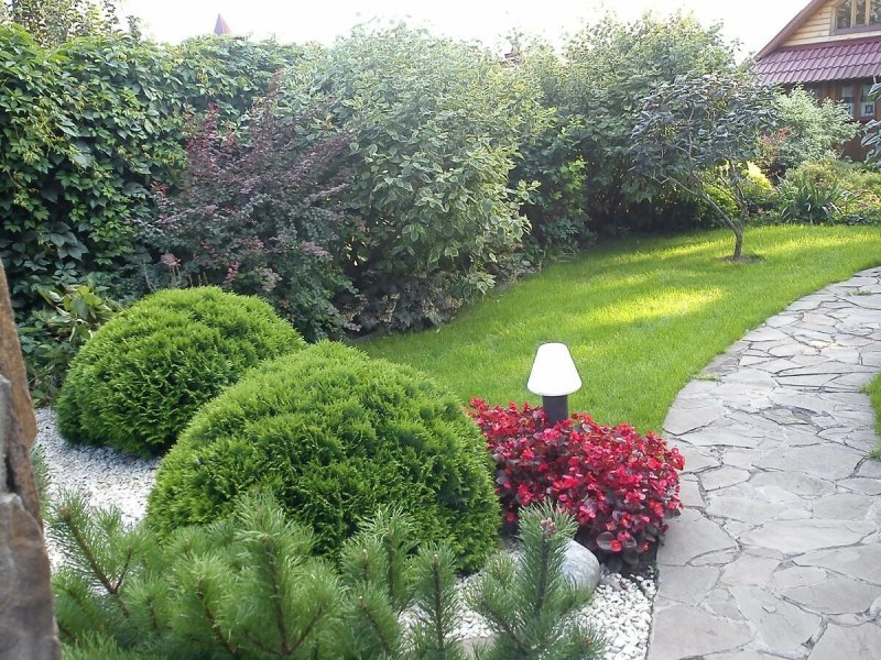 Кизильник ландшафтный