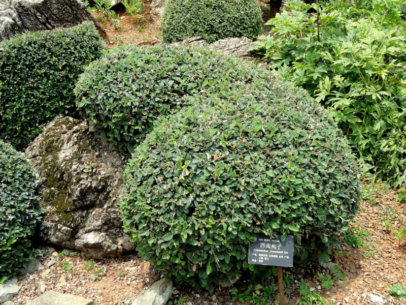 Кизильник блестящий кустарник