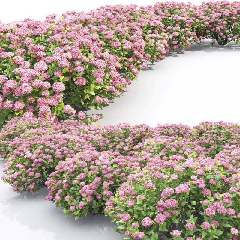 Spiraea japonica 'Sundrop'