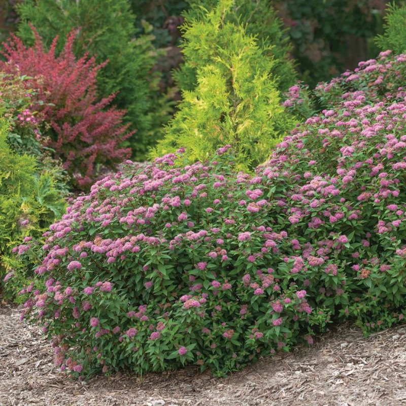 Спирея японская (Spiraea japonica Manon)