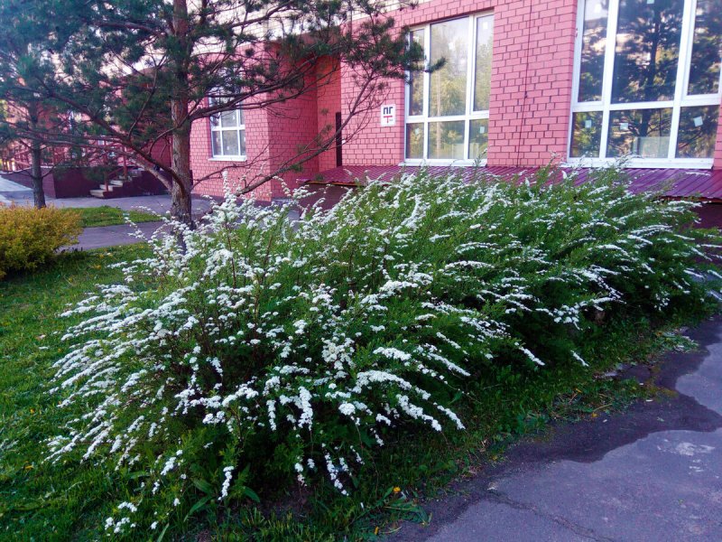 Спирея березолистная Живая изгородь