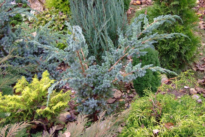 Можжевельник китайский Блю Альпс Juniperus chinensis