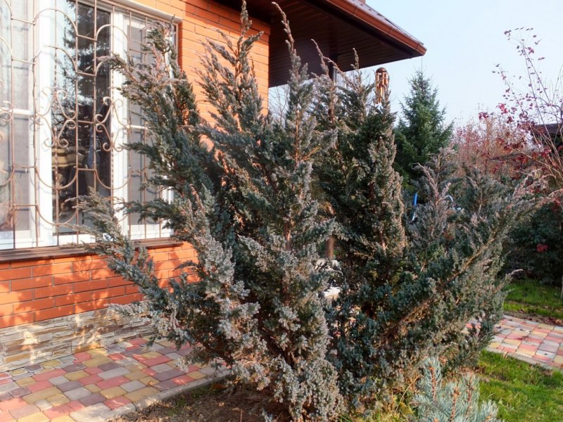 Juniperus chinensis Blue Alps